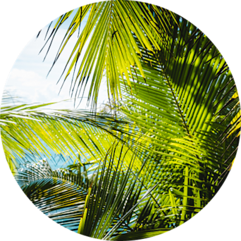 Lush green palm leaves sway gently against a bright blue sky.