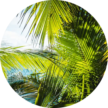 Lush green palm leaves sway gently against a bright blue sky.