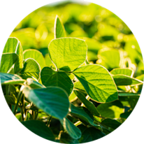 Lush green leaves glistening under sunlight, showcasing vibrant textures and natural beauty in a circular composition.