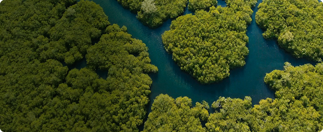 Lush green mangrove forest on waterway with vibrant foliage and winding channels under natural light.
