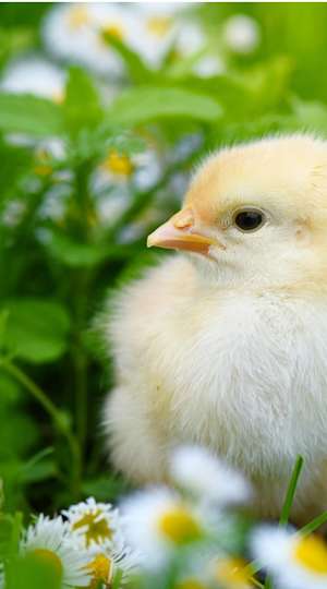 Kyclkling på blomsteräng