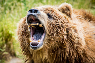 Bear Market - A close-up of a grizzly bear roaring and showing his teeth