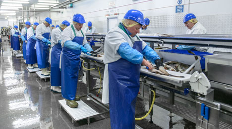 Food Manufacturing: How to Choose the Right Gloves