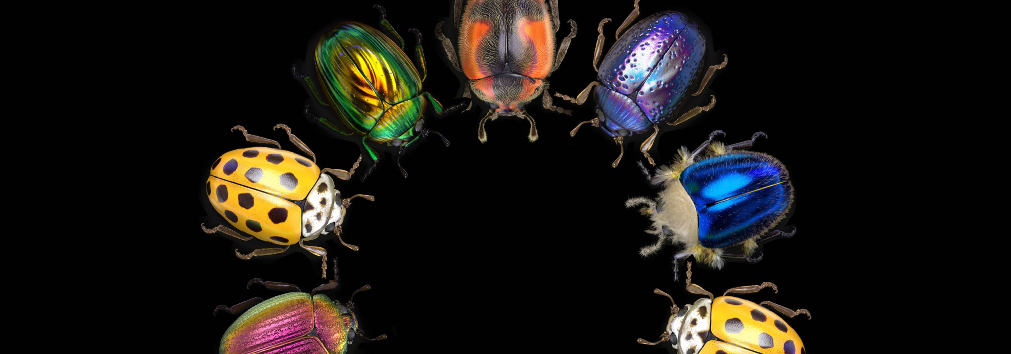 Bright and colourful little beetles, some spotted, some shimmering like Christmas beetles, forming a semicircle and facing the centre.