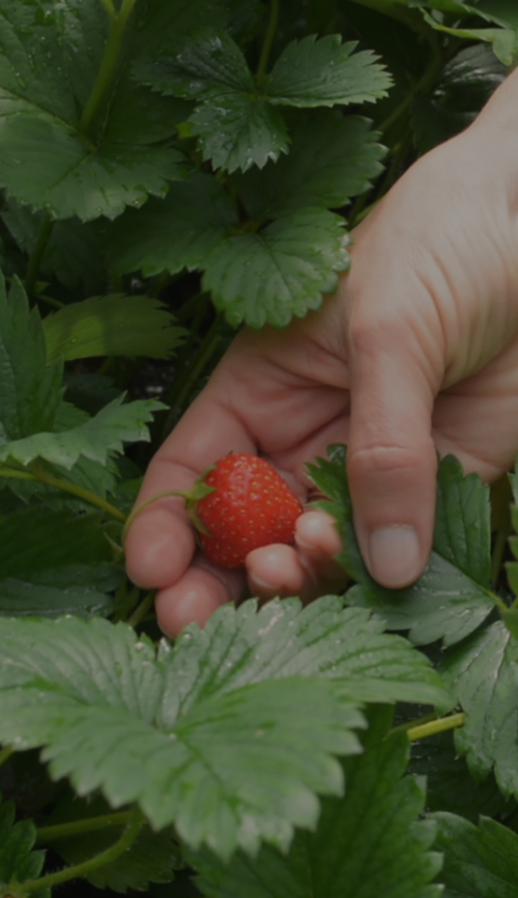 Image of a person picking fresh strawberries.