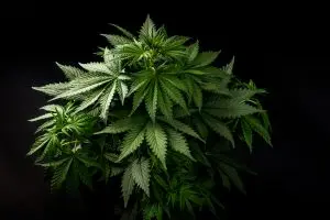 cannabis-bush-300x200