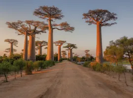 Madagascar - paesaggio con viale dei baobab al tramonto