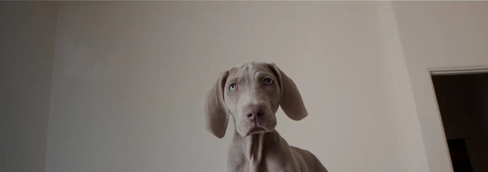 my vet hero image my vet hero image