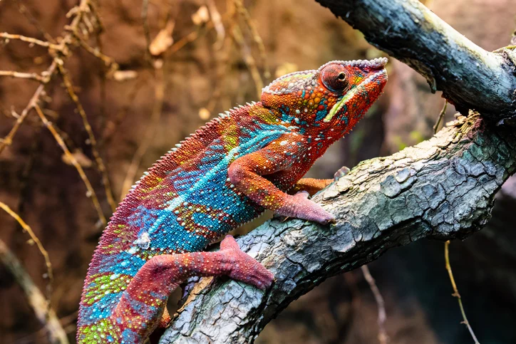 Vademecum Madagascar