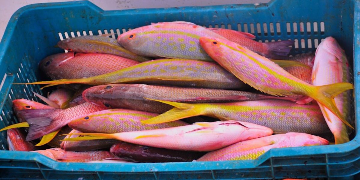A crate of colourful freshly caught fish in a crate