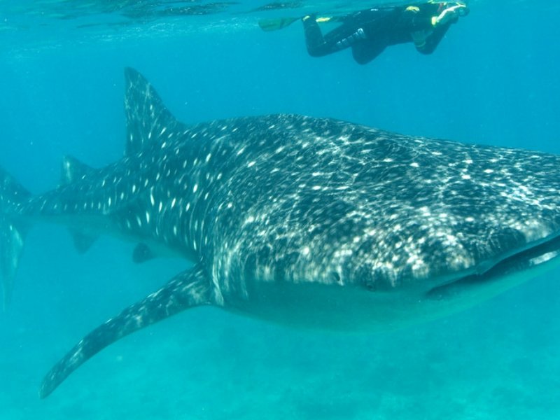 Whale shark