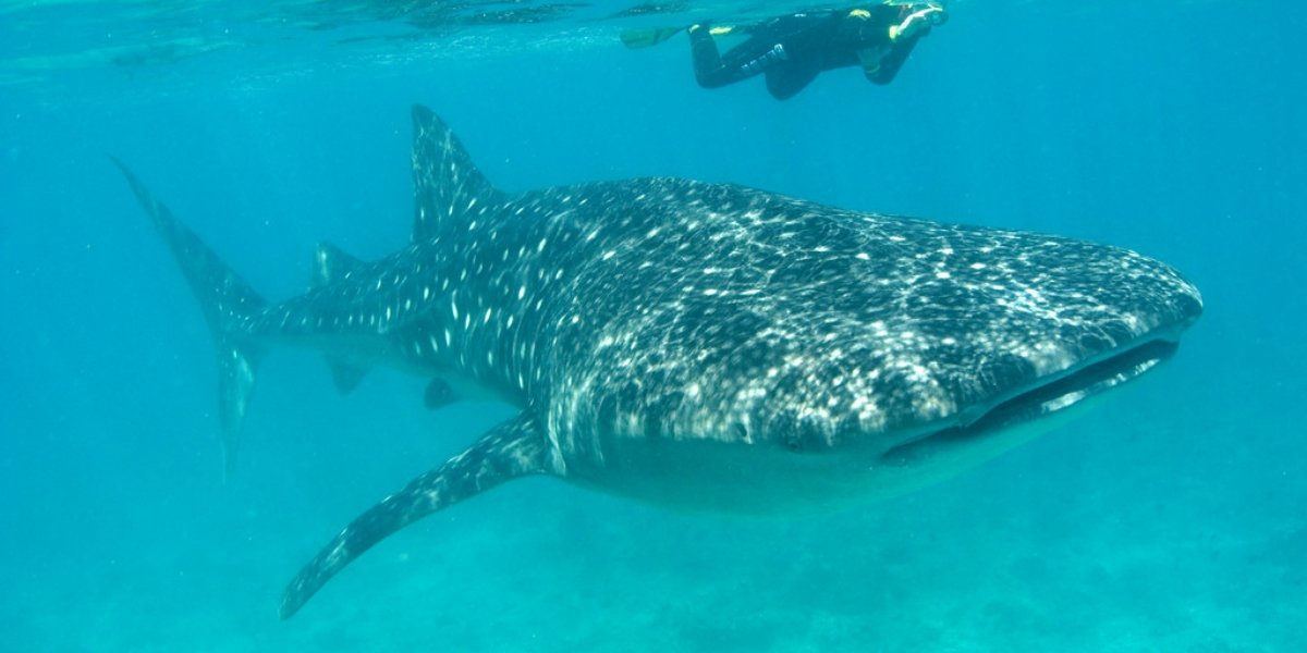 Whale shark