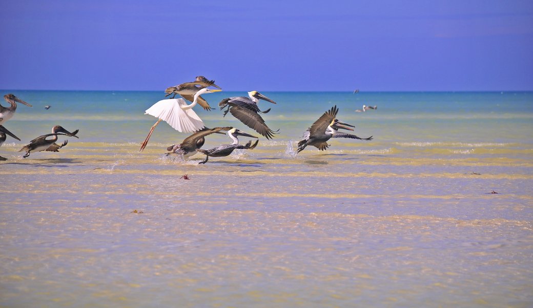 Holbox Island birds taking flight on the sandbanks, The Holboxeno is the definitive guide to Holbox. We offer transportation from Cancun Airport to Holbox, as well as other cities in the Riviera Maya.