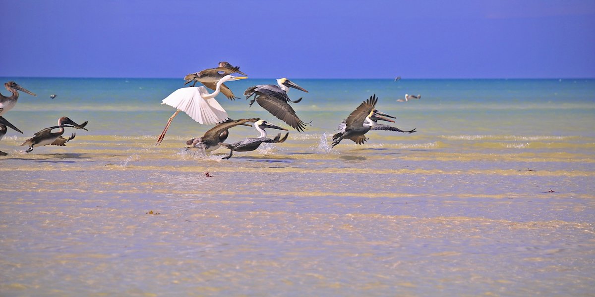 Holbox Island birds taking flight on the sandbanks, The Holboxeno is the definitive guide to Holbox. We offer transportation from Cancun Airport to Holbox, as well as other cities in the Riviera Maya.