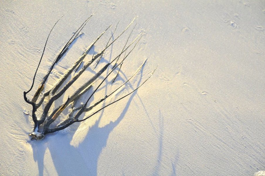 A coral branch peacefully resting on a sandy Holbox beach