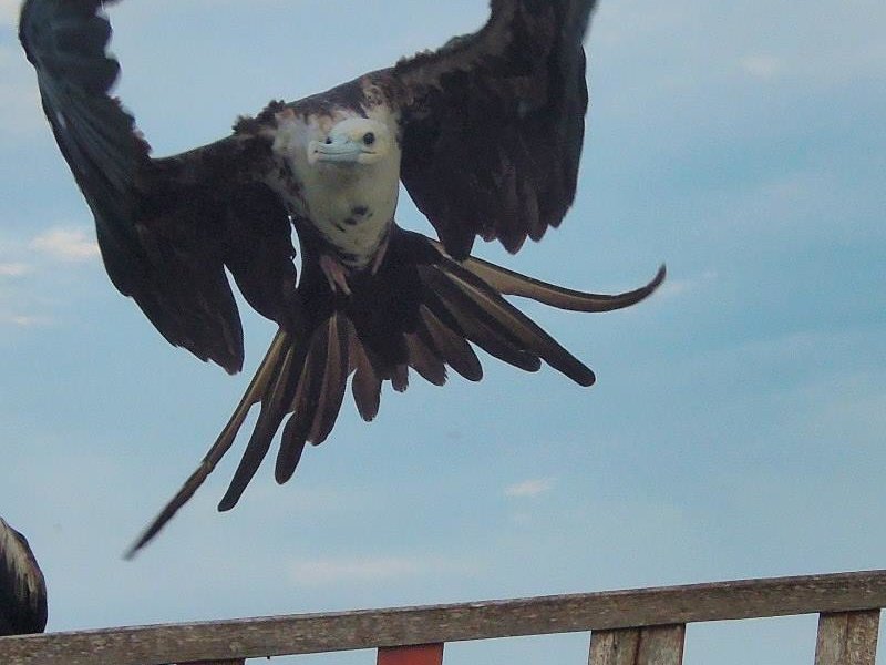 tres islas holbox