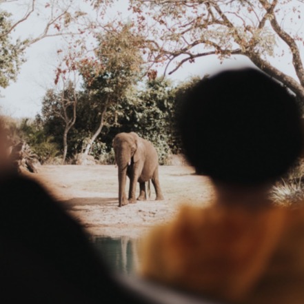 Adventure Safari