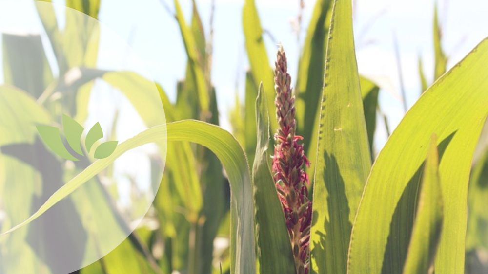 la dieta de la milpa