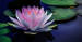 Nichiren Buddhism - Lotus Flower