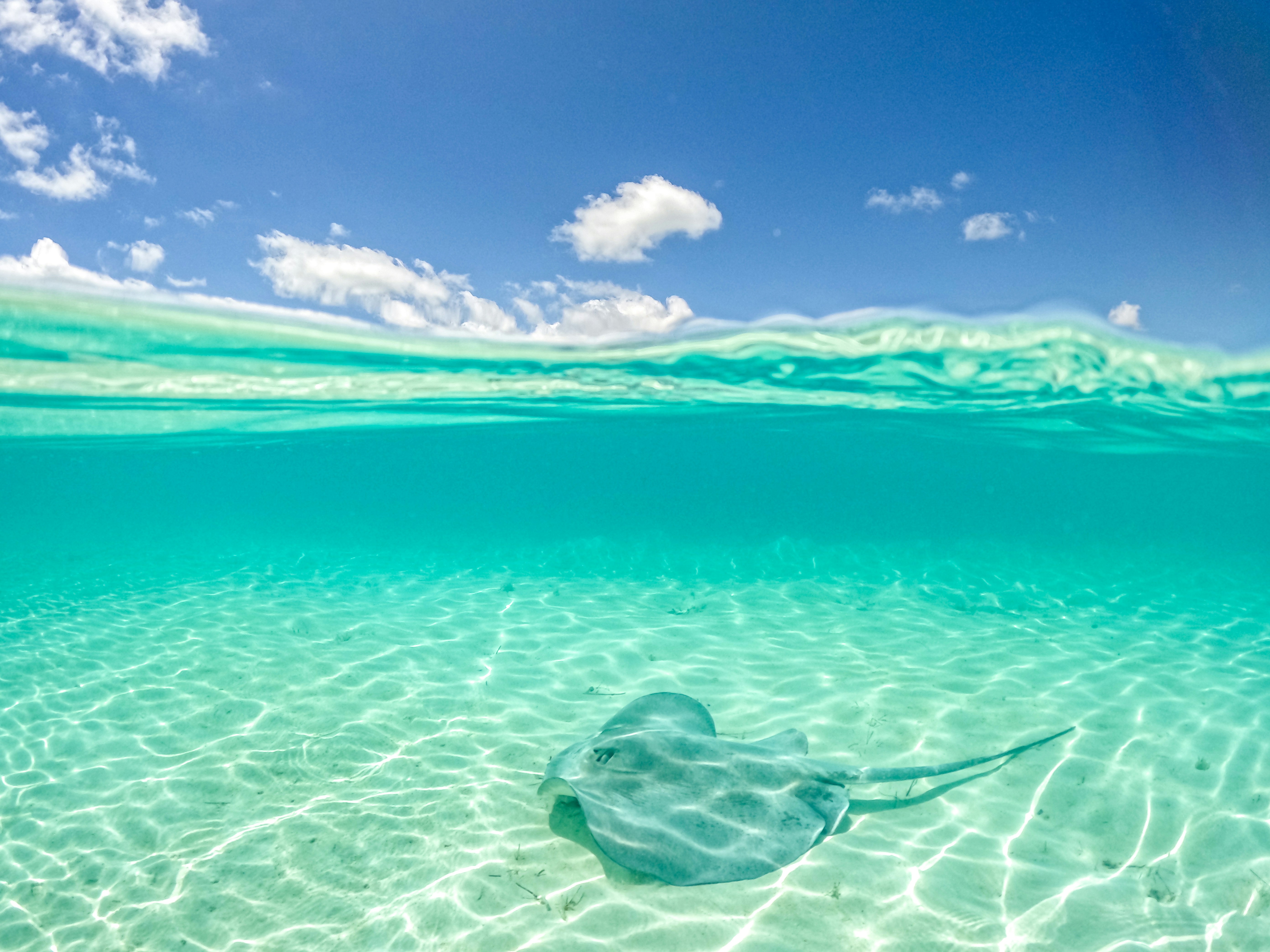 stingray-clear-water