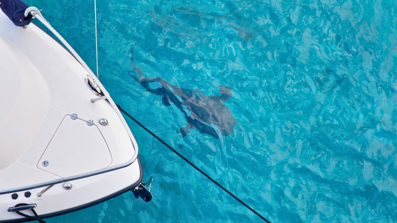 nurse-shark-yacht-Bahamas