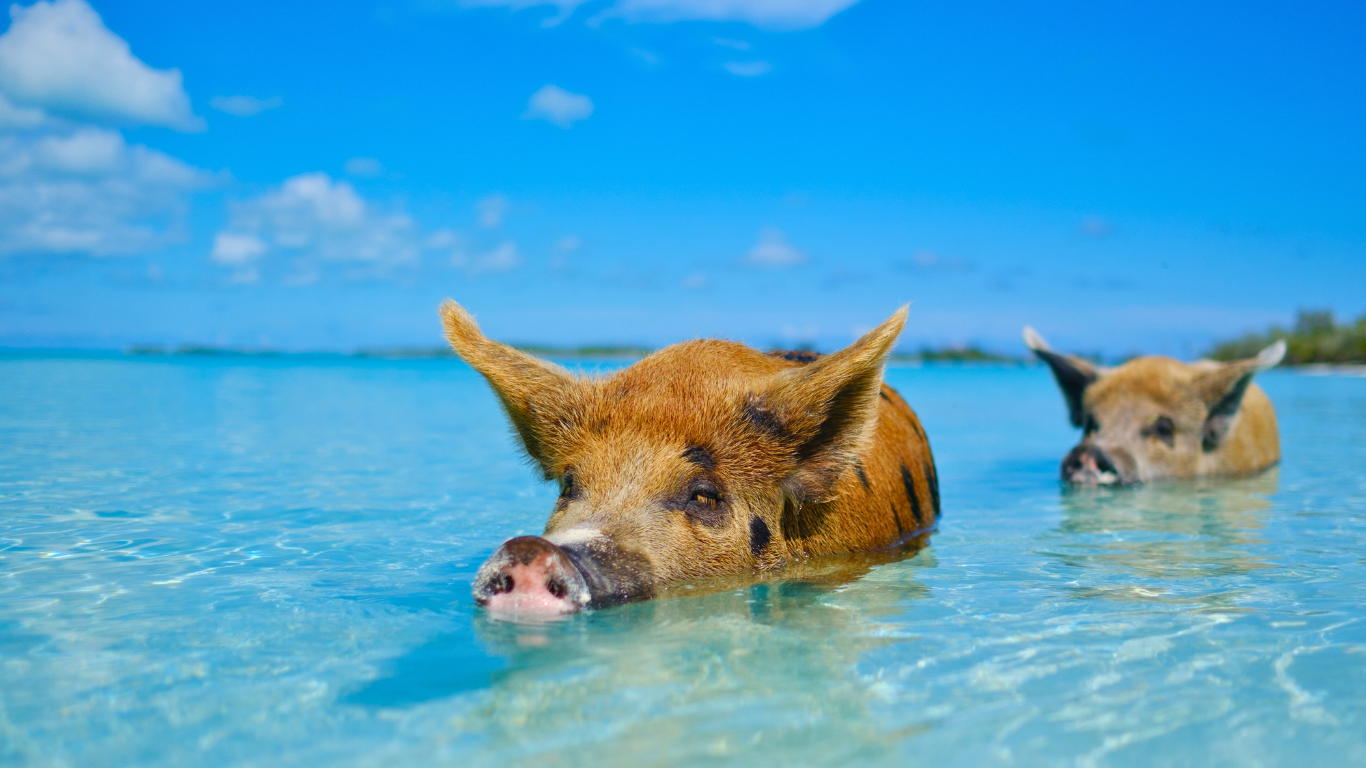 swimming-pigs-bahamas