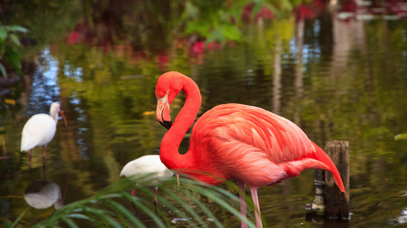 Flamingo-Nassau-Bahamas-pond