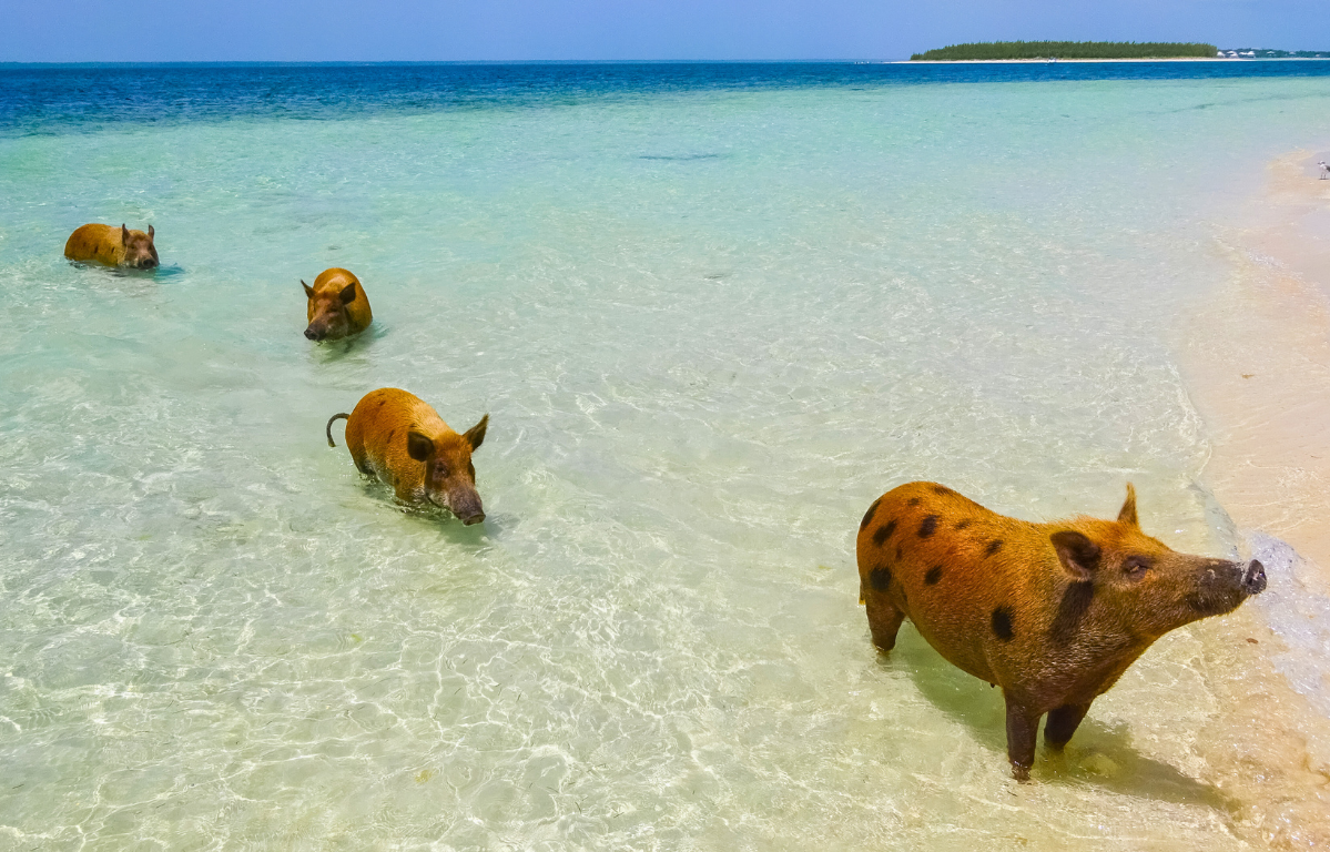 swimming-pigs
