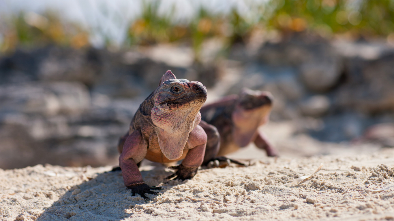 Exuma-iguanas