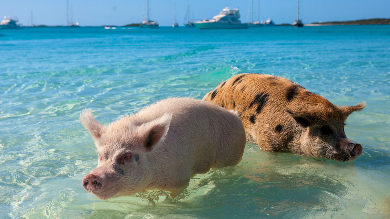 swimming-pigs-Bahamas