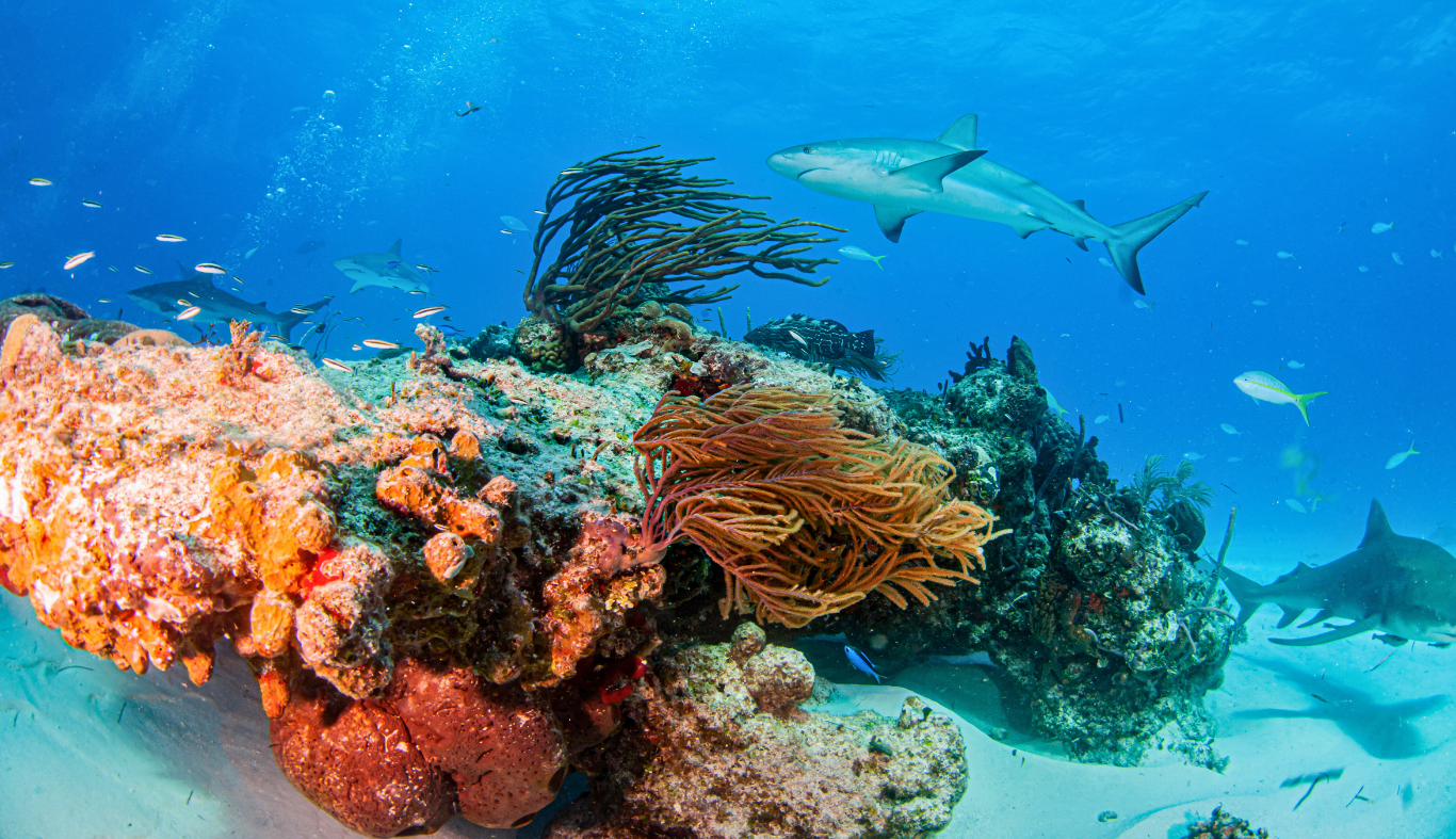 caribbean-reef-shark-bahamas