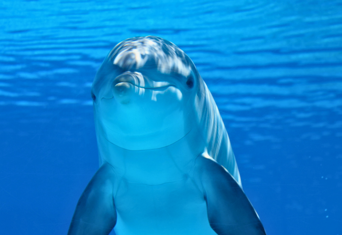 dolphin-bahamas