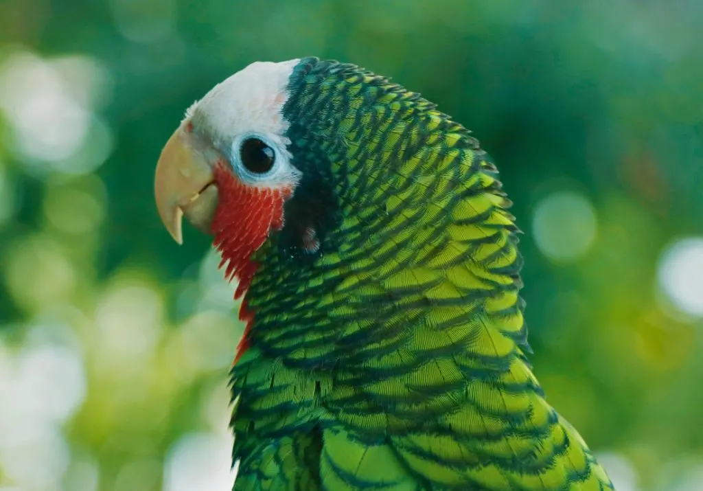 Abaco-parrot