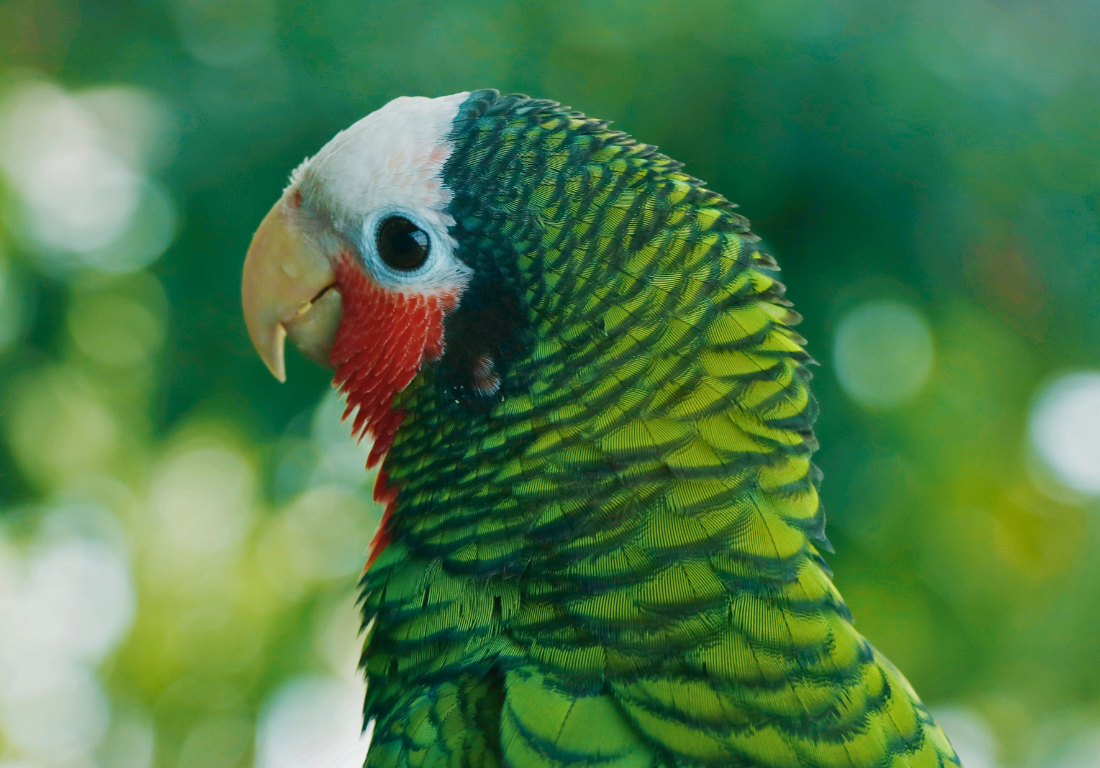 Abaco-parrot