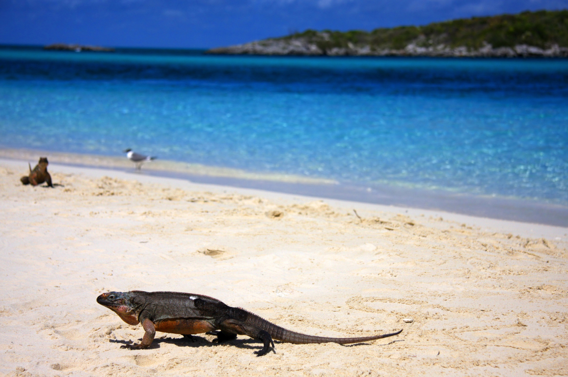 rock-iguana-allans-cay