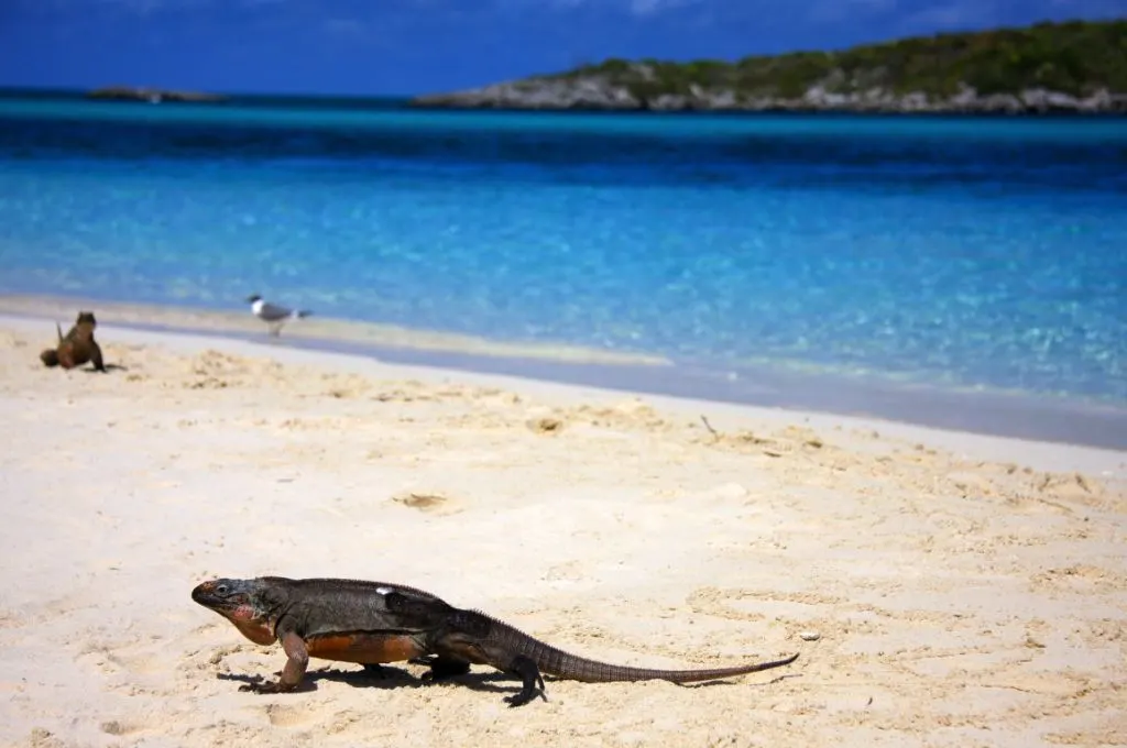 rock-iguana-allans-cay