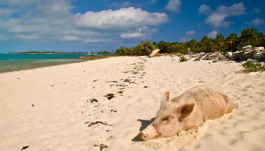 swimming pigs bahamas