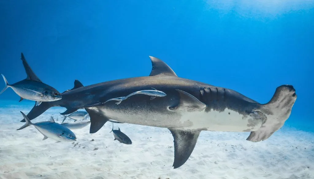 shark Bahamas