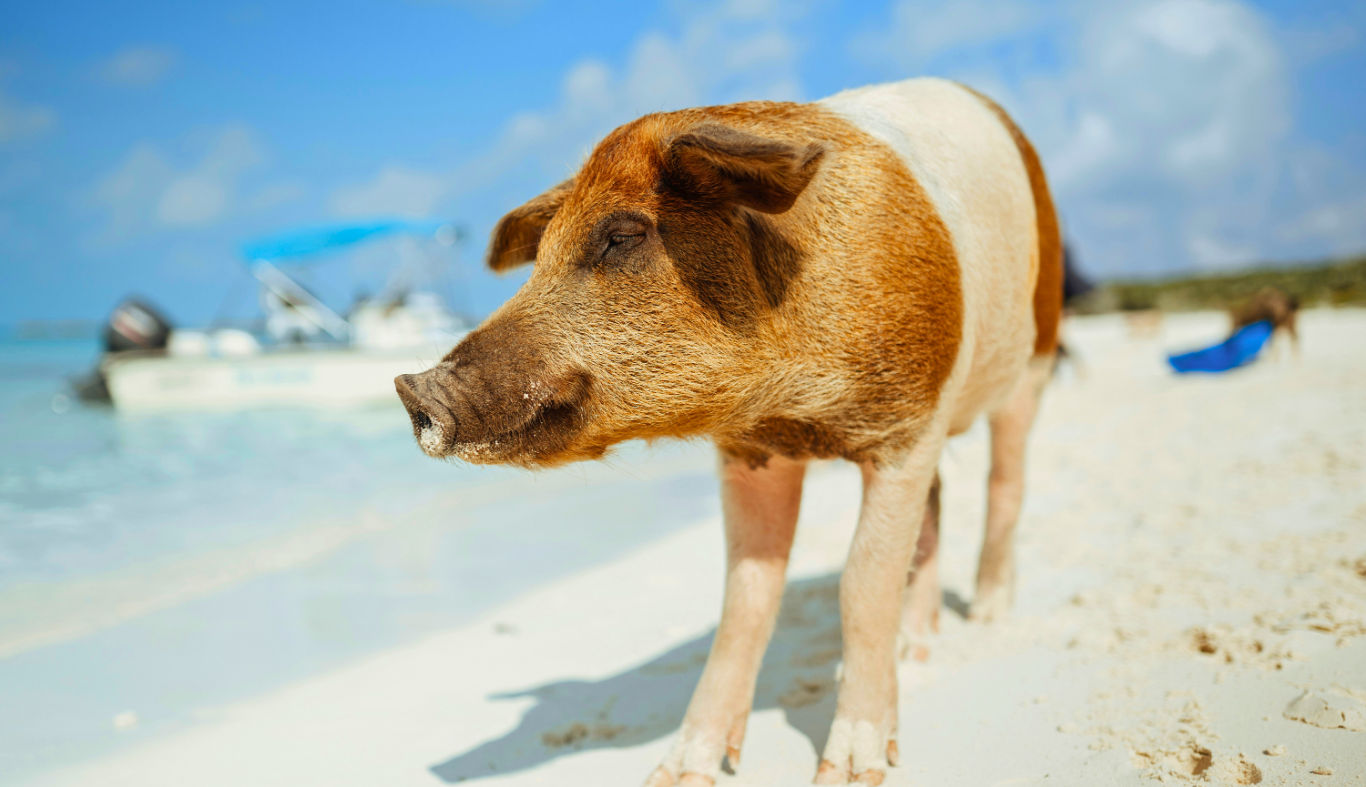 swimming-pig