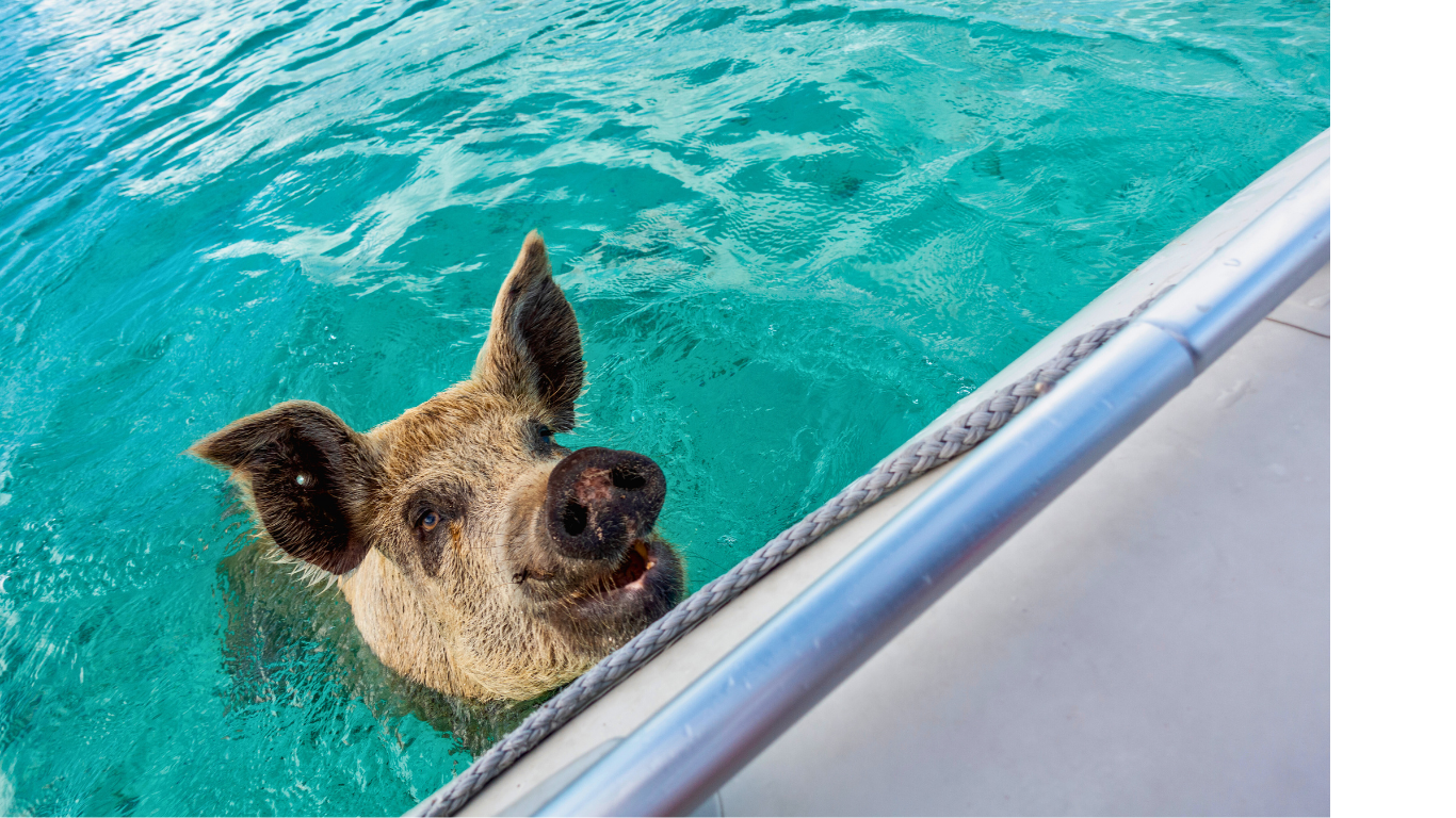 swimming-pig-bahamas