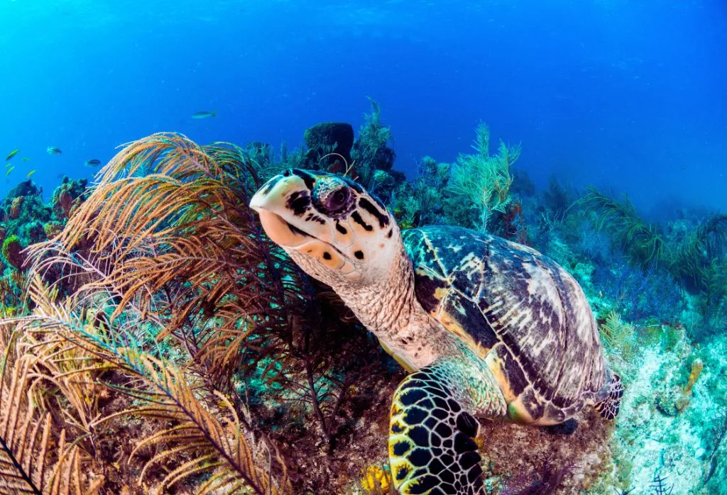 Bahamas sea turtle