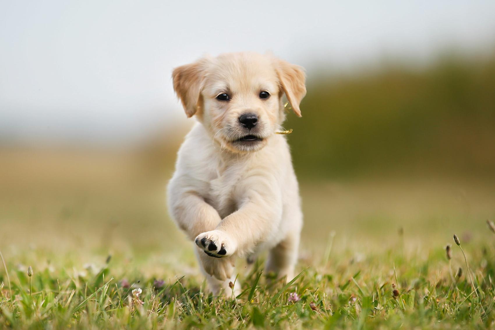 6 gode tips til deg som skal skaffe deg hund