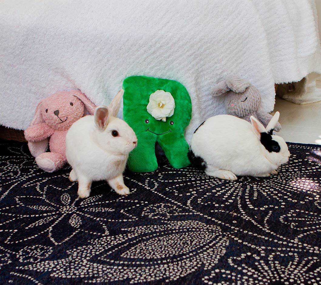 Word of the Week — Rabbit