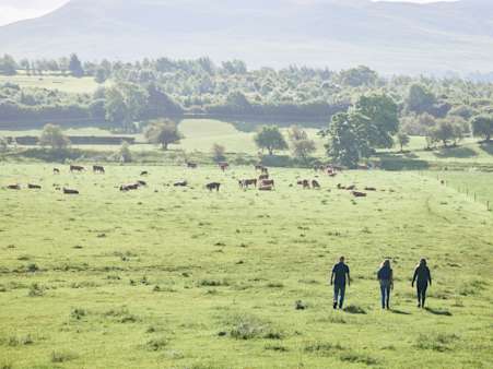 Supporting British farmers - Hereford beef outdoor farm