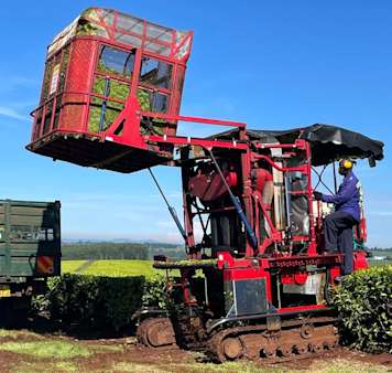 Ethical trade - red crop picker