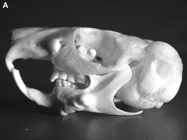 Malo Chinchilla Skull Lateral