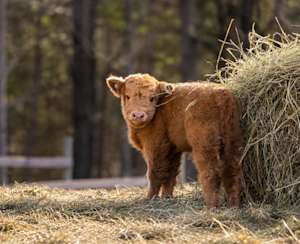 Ranch Dupont
