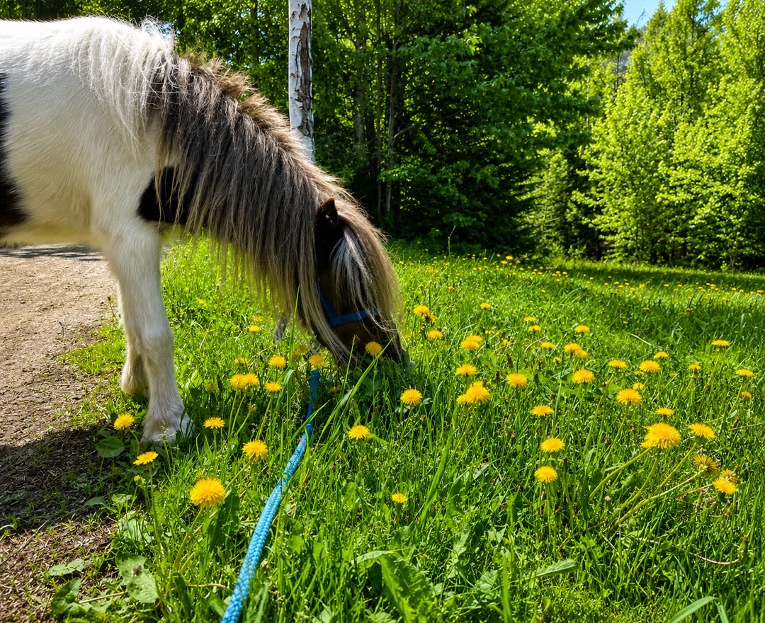 Cavaland - Cheval blanc et brun broutant de l'herbe dans un champ de pissenlits jaunes, entouré d'arbres verts.