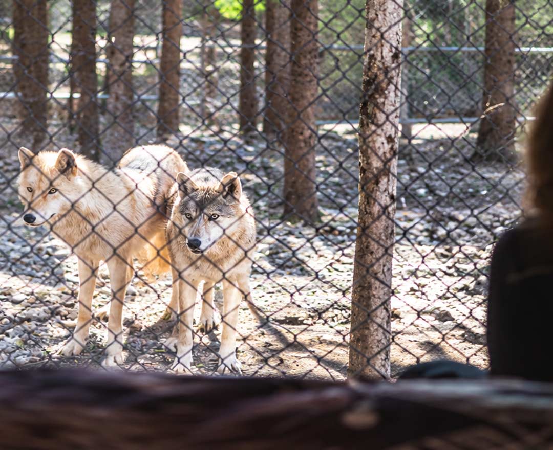 Vu des loups de l'intérieur d'un POD