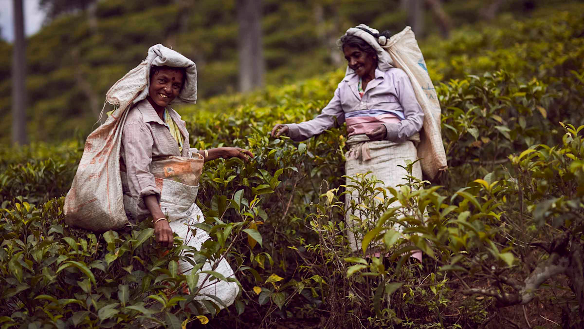 Raccoglitrici di tè nelle piantagioni dell’antica Ceylon